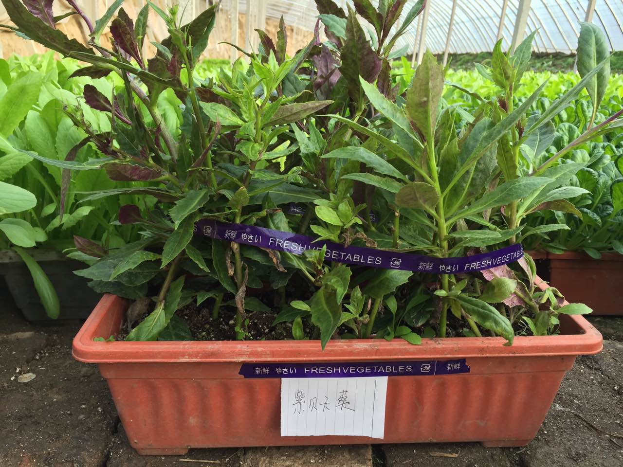 紫背天葵.jpg 紫背天葵.jpg