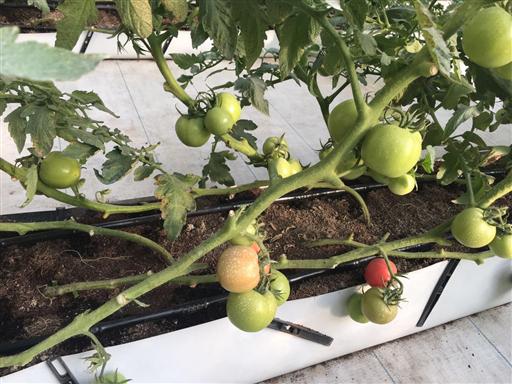 基質(zhì)栽培.jpg 基質(zhì)栽培.jpg