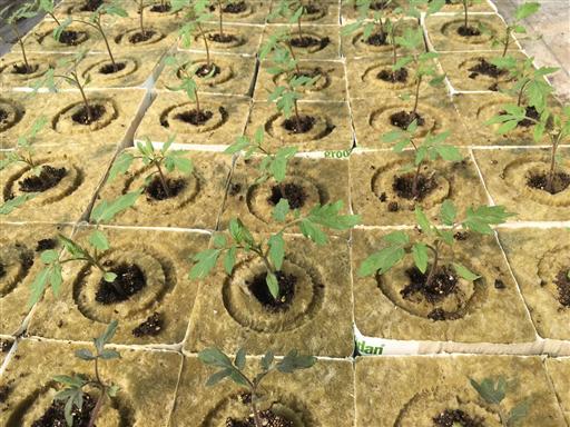 無土栽培巖棉塊.jpg 無土栽培巖棉塊.jpg