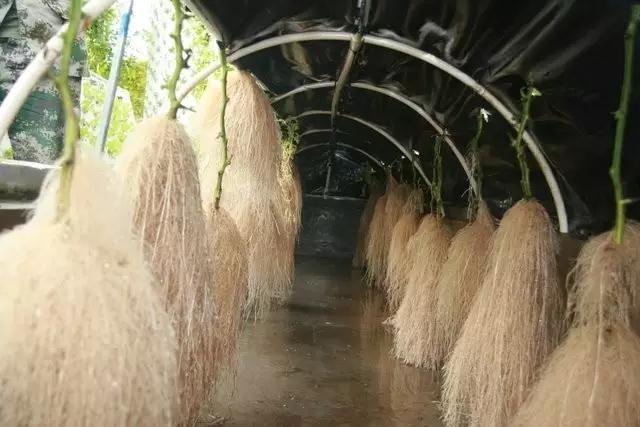 氣霧式栽培.jpg 氣霧式栽培.jpg