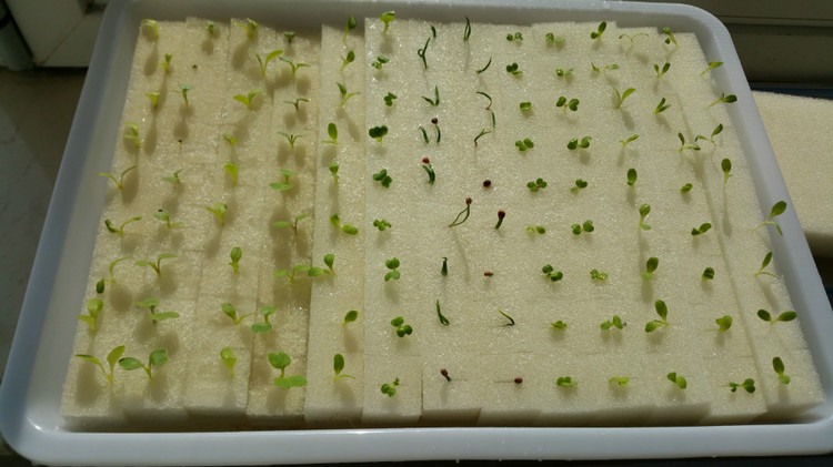 海綿.jpg 海綿.jpg