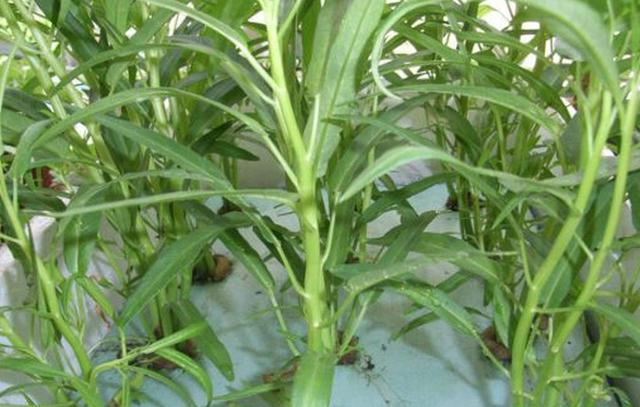 水培空心菜.jpg 水培空心菜.jpg