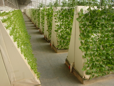 金字塔式氣霧栽培.JPG 金字塔式氣霧栽培.JPG