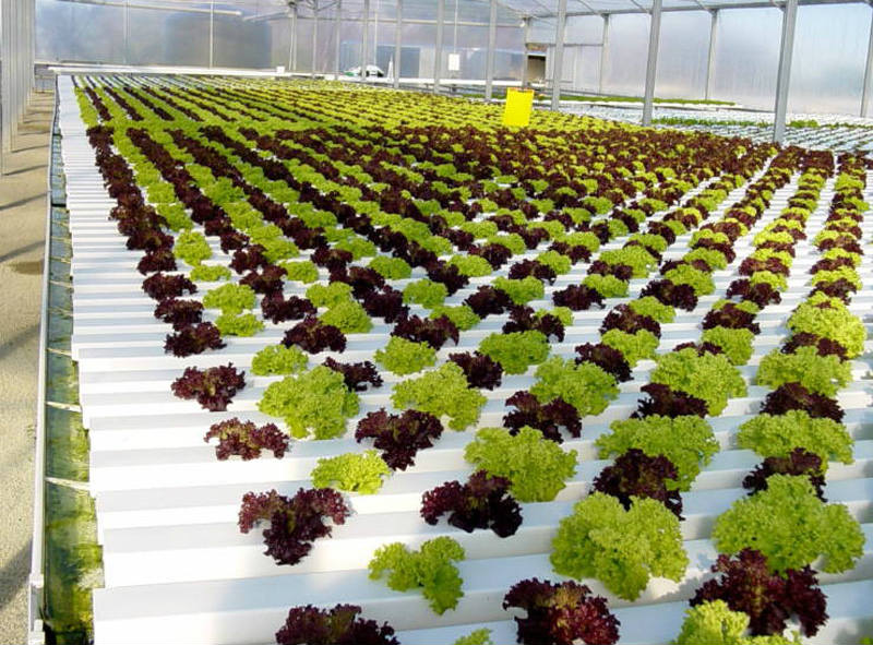 水培.jpg 水培.jpg