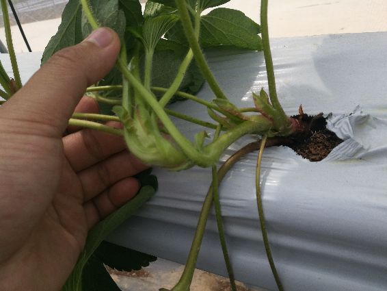 基質(zhì)栽培.jpg 基質(zhì)栽培.jpg