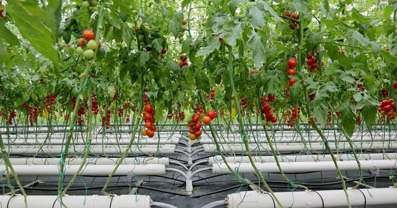 無(wú)土栽培.jpg 無(wú)土栽培.jpg