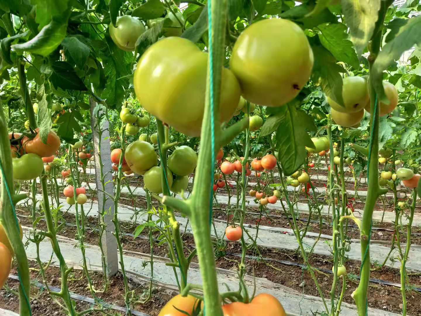 無土栽培沙培西紅柿.jpg 無土栽培沙培西紅柿.jpg