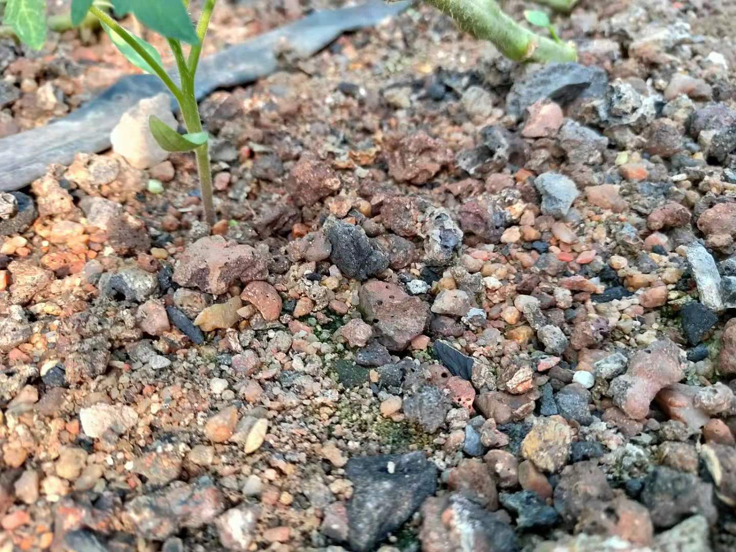 無土栽培基質(zhì)--沙子和爐渣.jpg 無土栽培基質(zhì)--沙子和爐渣.jpg