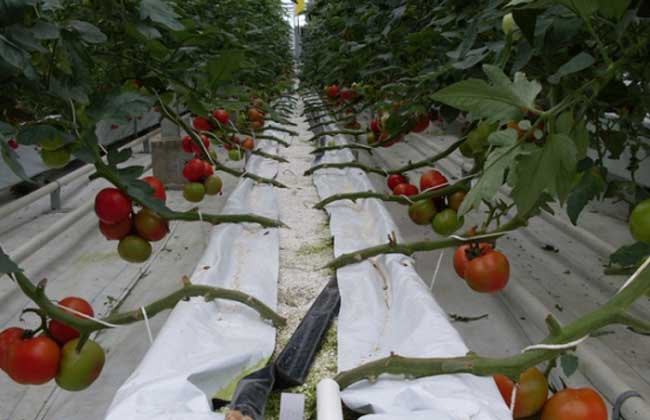 無土栽培基質(zhì)栽培.jpg 無土栽培基質(zhì)栽培.jpg