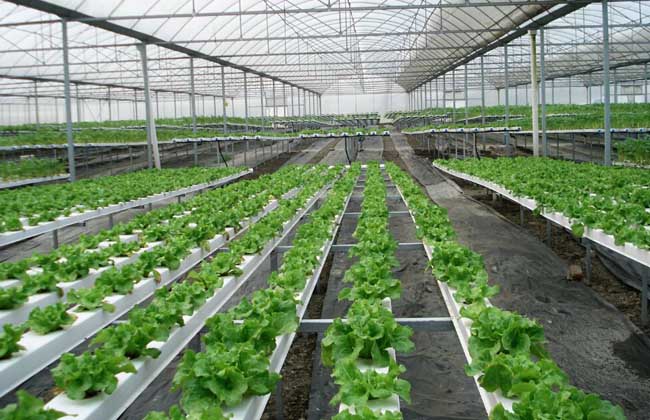 無土栽培.jpg 無土栽培.jpg