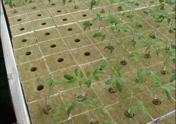 巖棉栽培.jpg 巖棉栽培.jpg