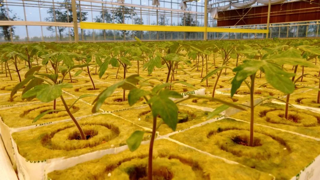 無土栽培基質(zhì)--巖棉.jpg 無土栽培基質(zhì)--巖棉.jpg