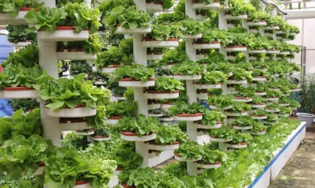 無土栽培立體栽培.jpg 無土栽培立體栽培.jpg