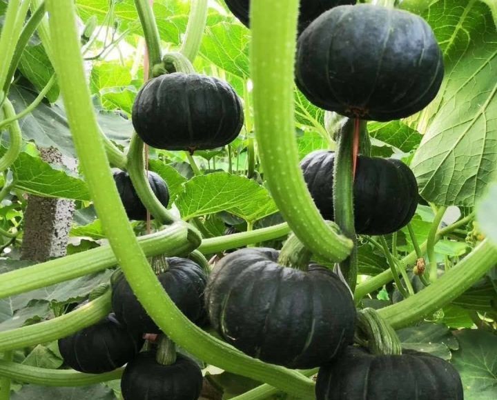 無(wú)土栽培板栗南瓜.jpg 無(wú)土栽培板栗南瓜.jpg