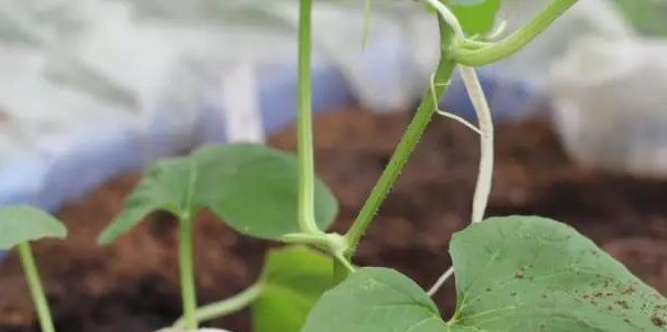 無(wú)土栽培--板栗南瓜吊蔓.jpg 無(wú)土栽培--板栗南瓜吊蔓.jpg