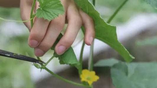 無(wú)土栽培--板栗南瓜整枝.jpg 無(wú)土栽培--板栗南瓜整枝.jpg