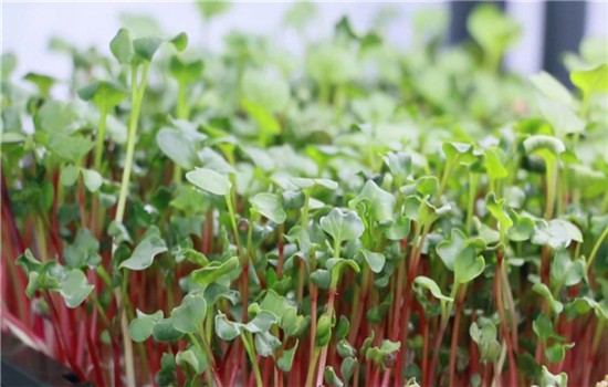 香椿芽.jpg 香椿芽.jpg