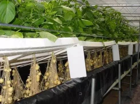 無土栽培馬鈴薯.jpg 無土栽培馬鈴薯.jpg