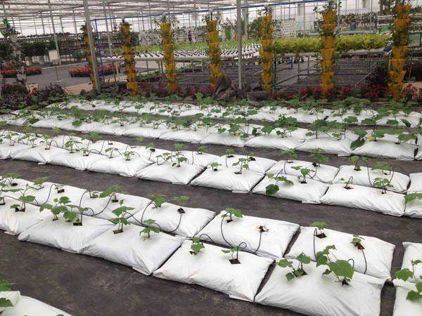 無土栽培基質(zhì)栽培.jpg 無土栽培基質(zhì)栽培.jpg