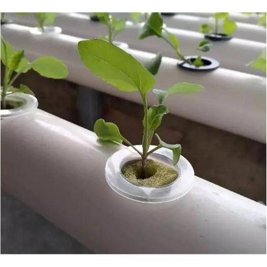 無土栽培水培.jpg 無土栽培水培.jpg