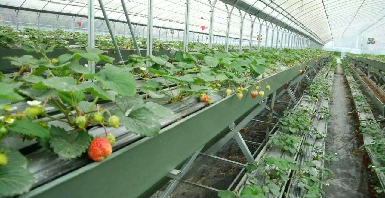 無土栽培槽式栽培.jpg 無土栽培槽式栽培.jpg