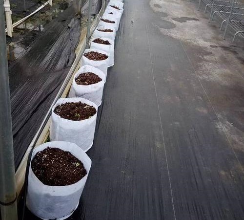 無土栽培袋式栽培.jpg 無土栽培袋式栽培.jpg