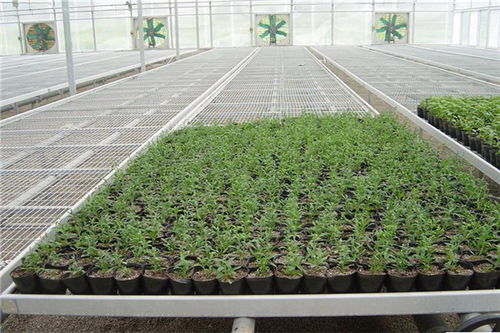 無(wú)土栽培苗床架.jpg 無(wú)土栽培苗床架.jpg