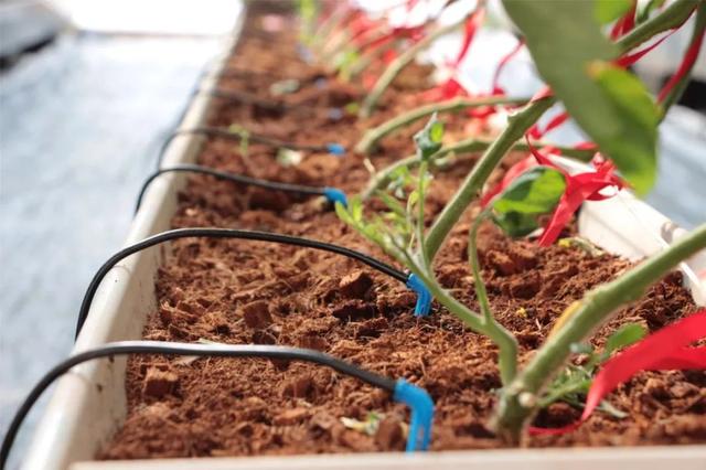 無土栽培基質椰糠.jpg 無土栽培基質椰糠.jpg