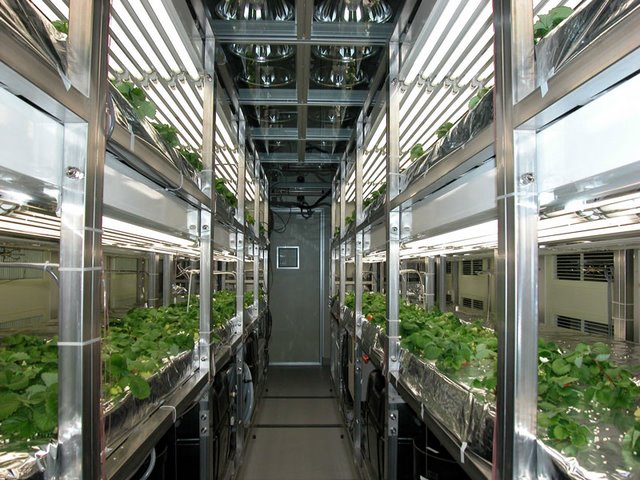 無(wú)土栽培植物工.jpg 無(wú)土栽培植物工.jpg