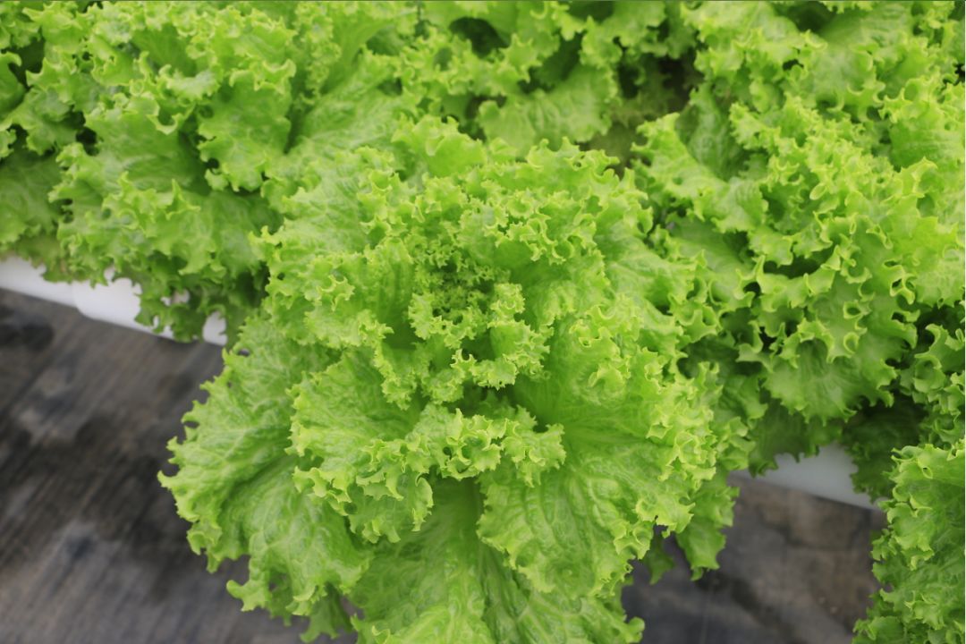 無土栽培水培生菜.jpg 無土栽培水培生菜.jpg