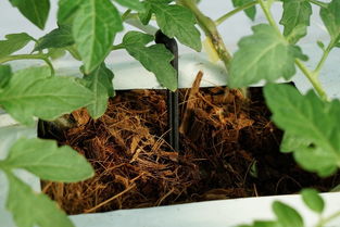 無(wú)土栽培基質(zhì)椰糠.jpg 無(wú)土栽培基質(zhì)椰糠.jpg