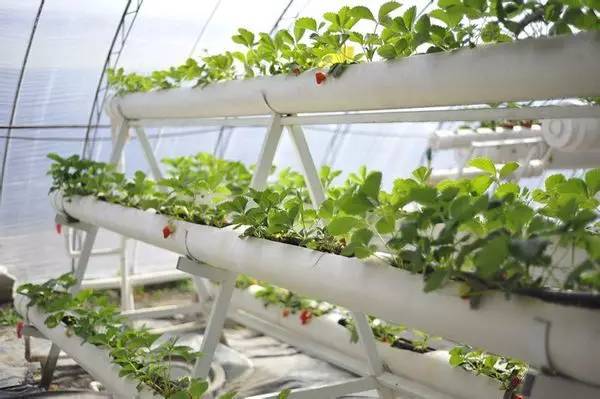 立體支架式無土栽培--草莓A字型栽培.png 立體支架式無土栽培--草莓A字型栽培.png