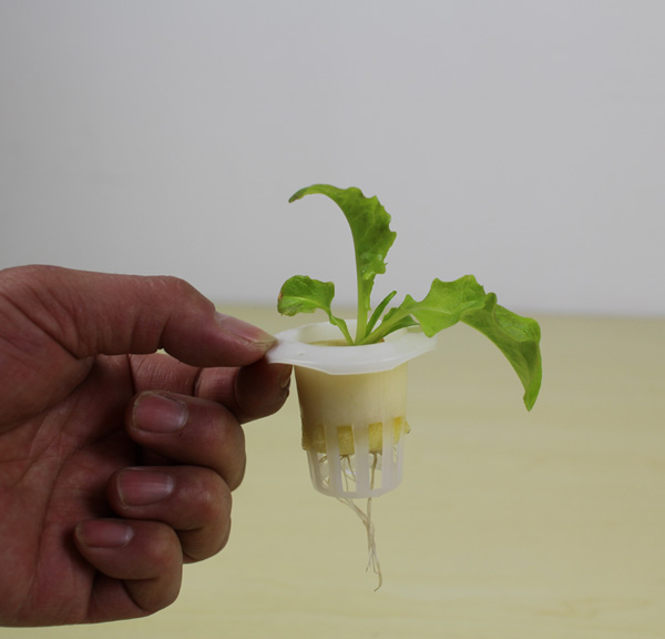 無土栽培小型水培定植杯.jpg 無土栽培小型水培定植杯.jpg