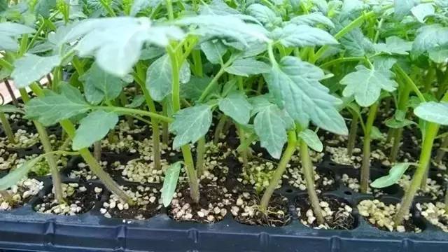 無(wú)土栽培西紅柿穴盤(pán)育苗.jpg 無(wú)土栽培西紅柿穴盤(pán)育苗.jpg