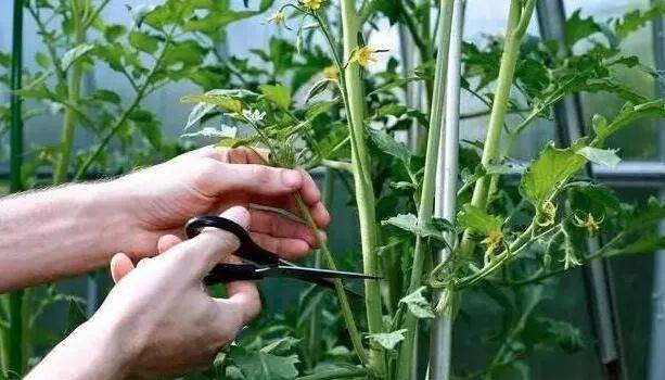 無(wú)土栽培西紅柿整枝.jpg 無(wú)土栽培西紅柿整枝.jpg