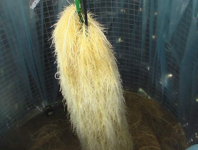 無土栽培水培蔬菜根系.JPG 無土栽培水培蔬菜根系.JPG