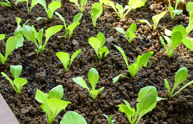 葉菜類無土栽培穴盤育苗.jpg 葉菜類無土栽培穴盤育苗.jpg