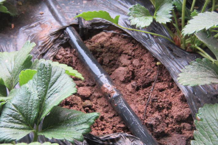 無土栽培滴灌系統(tǒng).jpg 無土栽培滴灌系統(tǒng).jpg