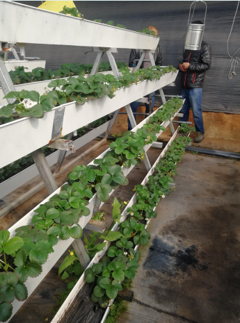 無土栽培--草莓專用槽栽培.png 無土栽培--草莓專用槽栽培.png