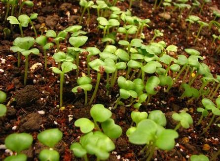 無土栽培基質(zhì)栽培.jpg 無土栽培基質(zhì)栽培.jpg