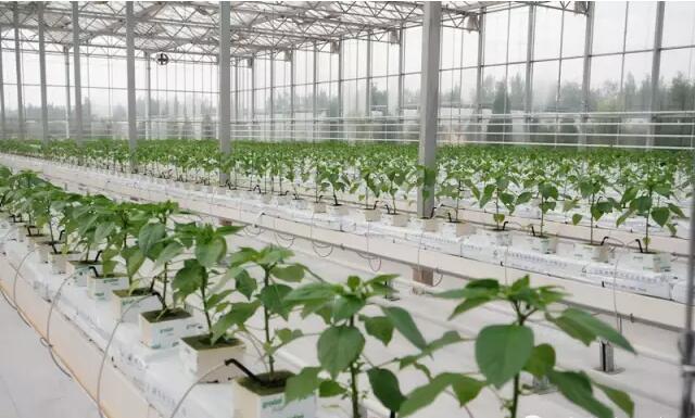 無土栽培巖棉栽培.jpg 無土栽培巖棉栽培.jpg