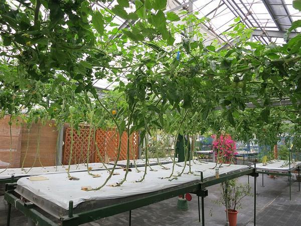 無土栽培苦瓜.jpg 無土栽培苦瓜.jpg