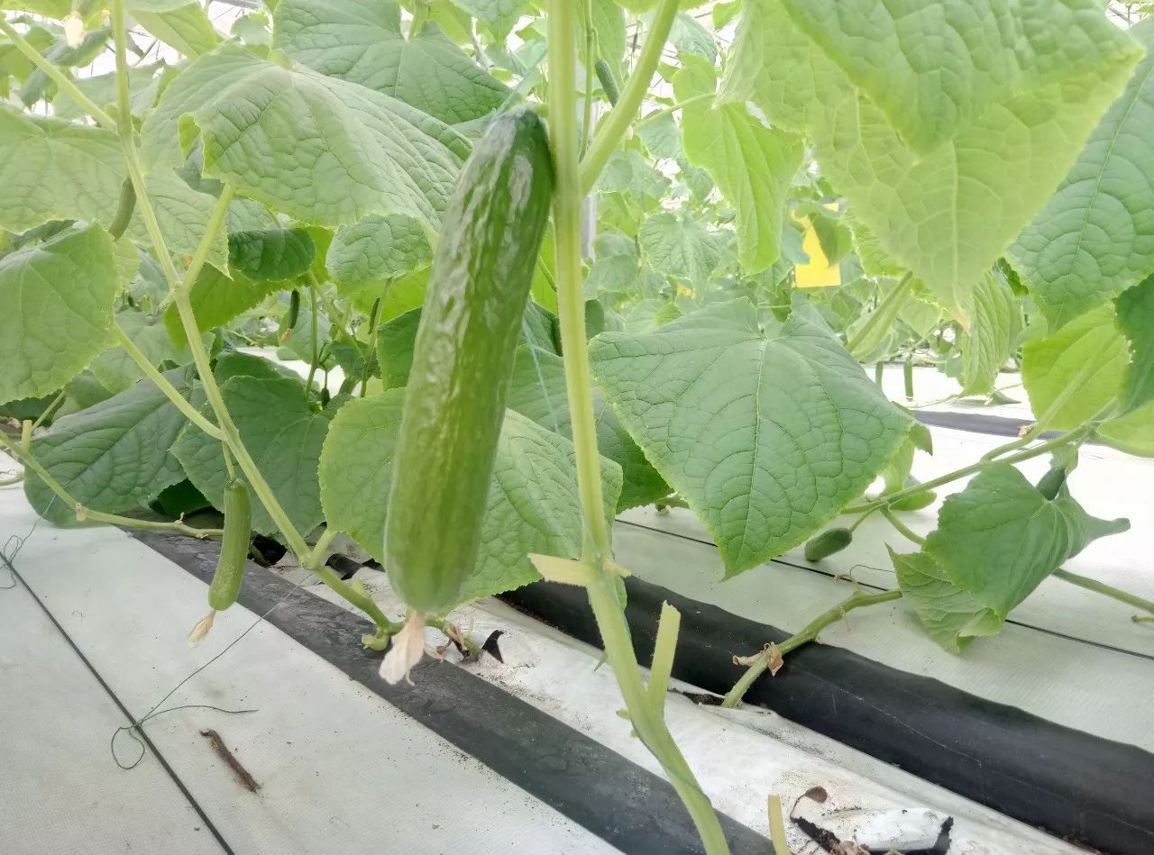 無土栽培黃瓜.jpg 無土栽培黃瓜.jpg