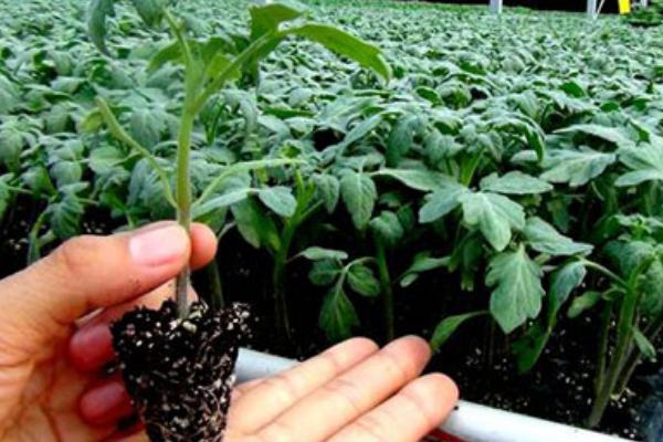 無(wú)土栽培育苗.jpg 無(wú)土栽培育苗.jpg