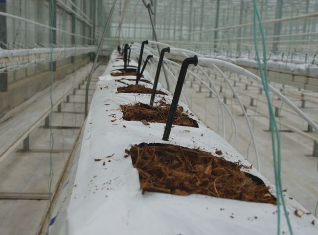 無(wú)土栽培基質(zhì)椰糠條.jpg 無(wú)土栽培基質(zhì)椰糠條.jpg