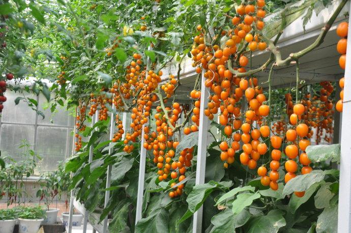 無土栽培西紅柿.jpg 無土栽培西紅柿.jpg