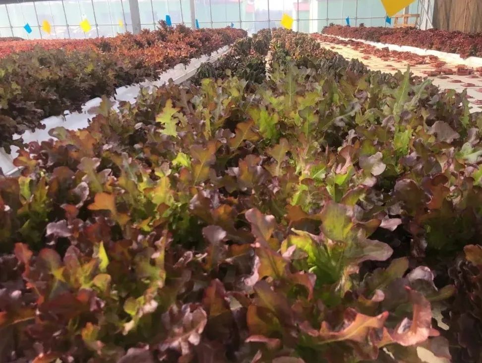 無土栽培深液流漂浮板模式.jpg 無土栽培深液流漂浮板模式.jpg