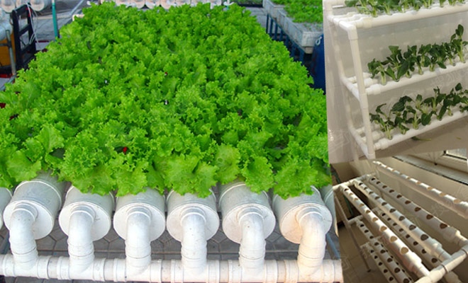 無土栽培管道水培生菜.jpg 無土栽培管道水培生菜.jpg