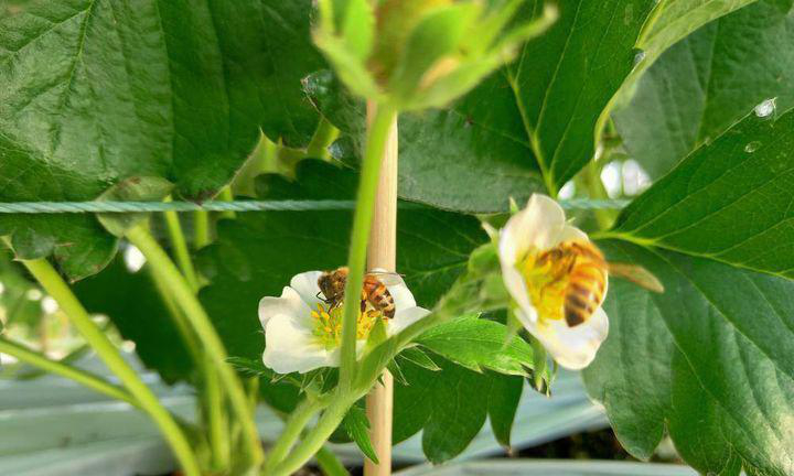 蜜蜂授粉.jpg 蜜蜂授粉.jpg