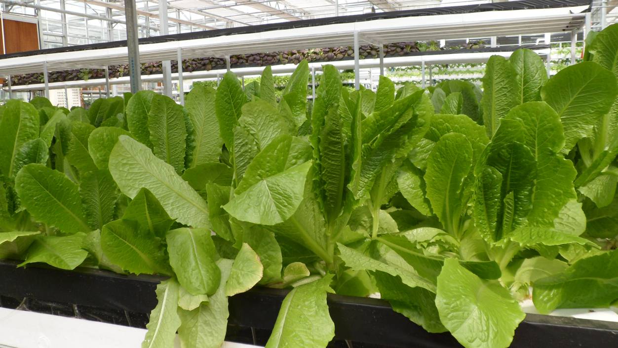 無(wú)土栽培工廠化葉菜水培.jpg